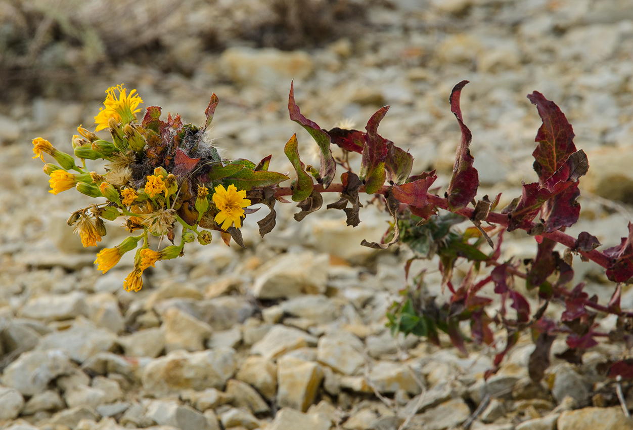 Изображение особи Hieracium virosum.