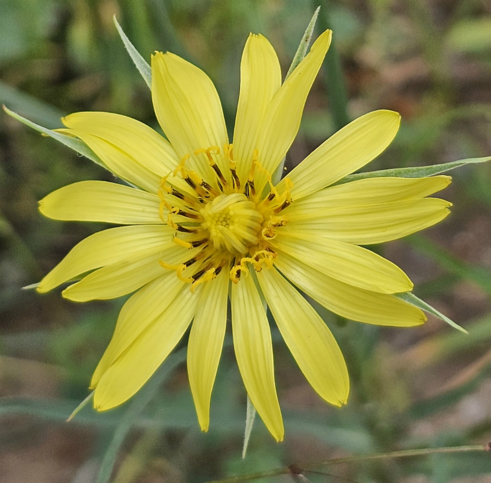 Изображение особи Tragopogon orientalis.