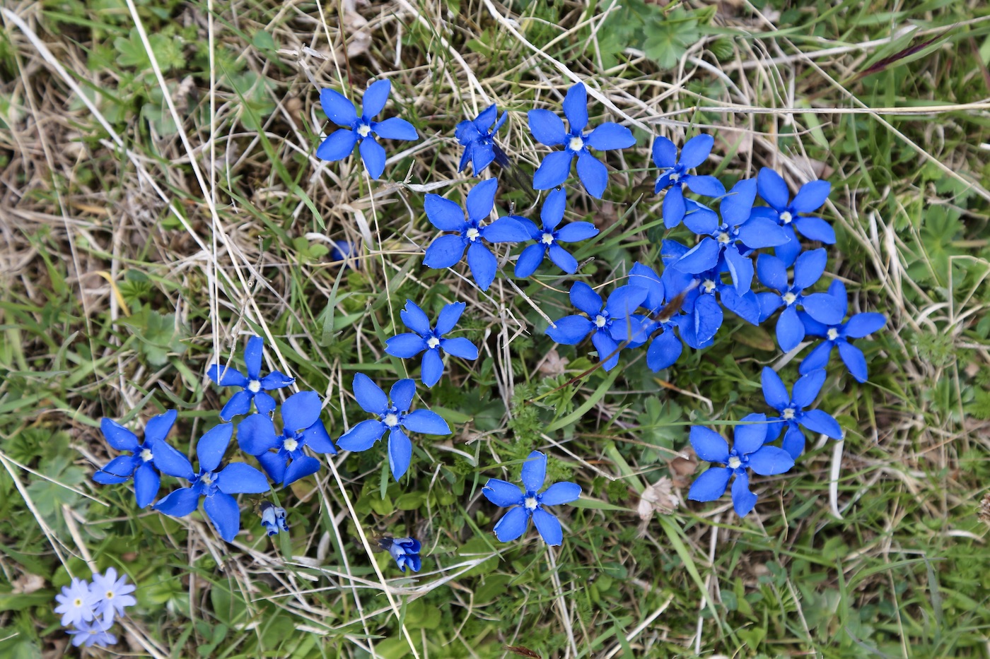 Изображение особи Gentiana pontica.