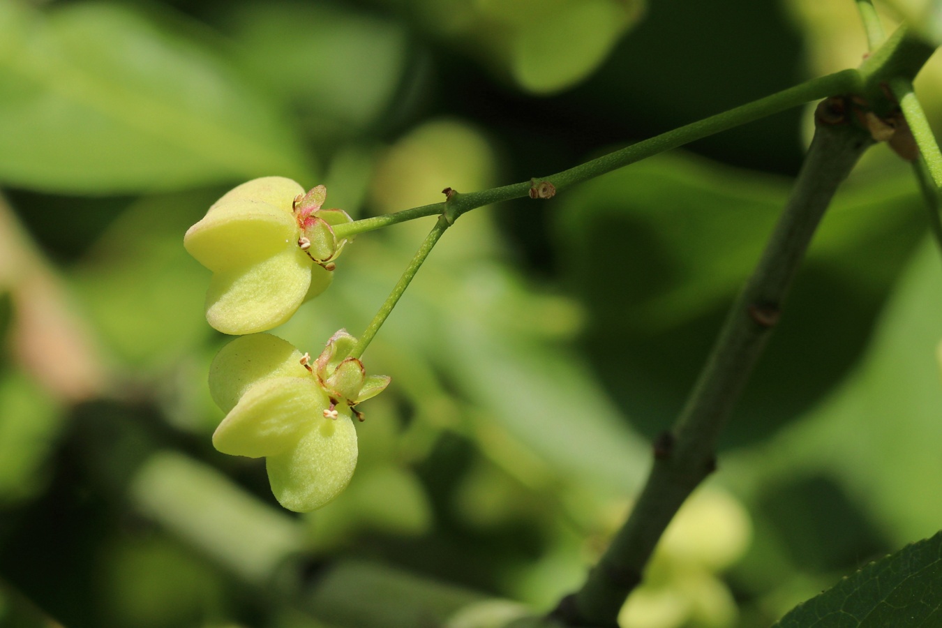 Image of Euonymus europaeus specimen.