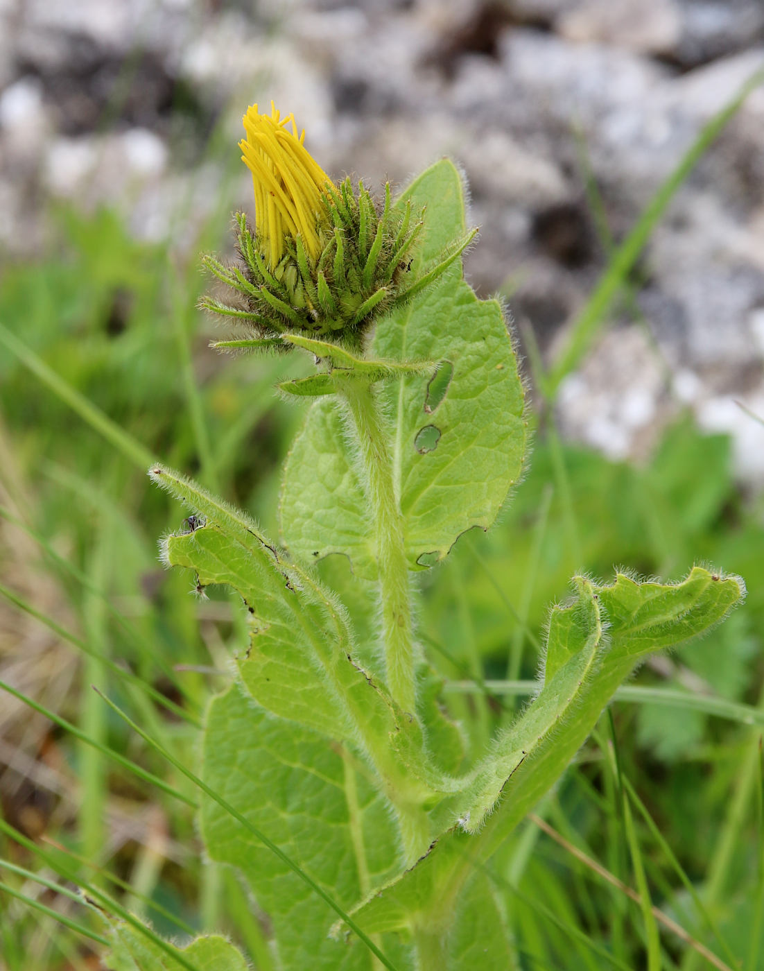 Image of Inula orientalis specimen.