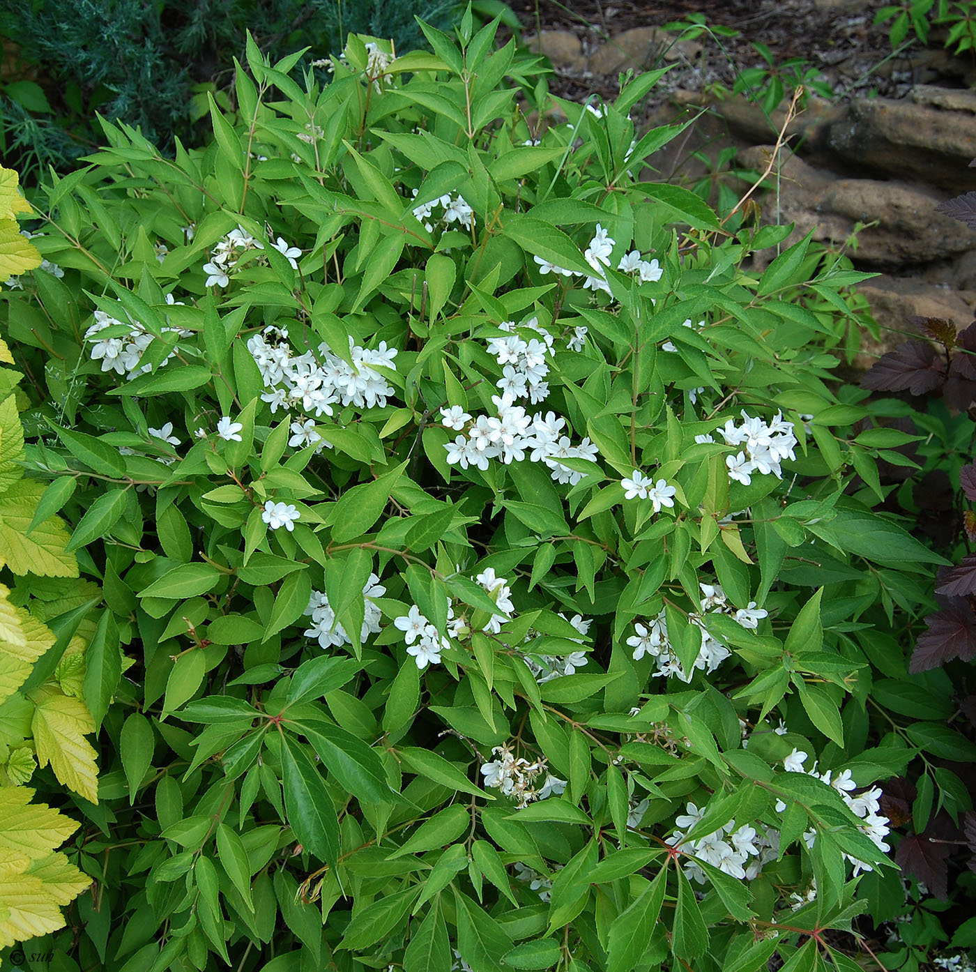 Image of Deutzia parviflora specimen.