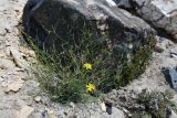 Youngia tenuifolia