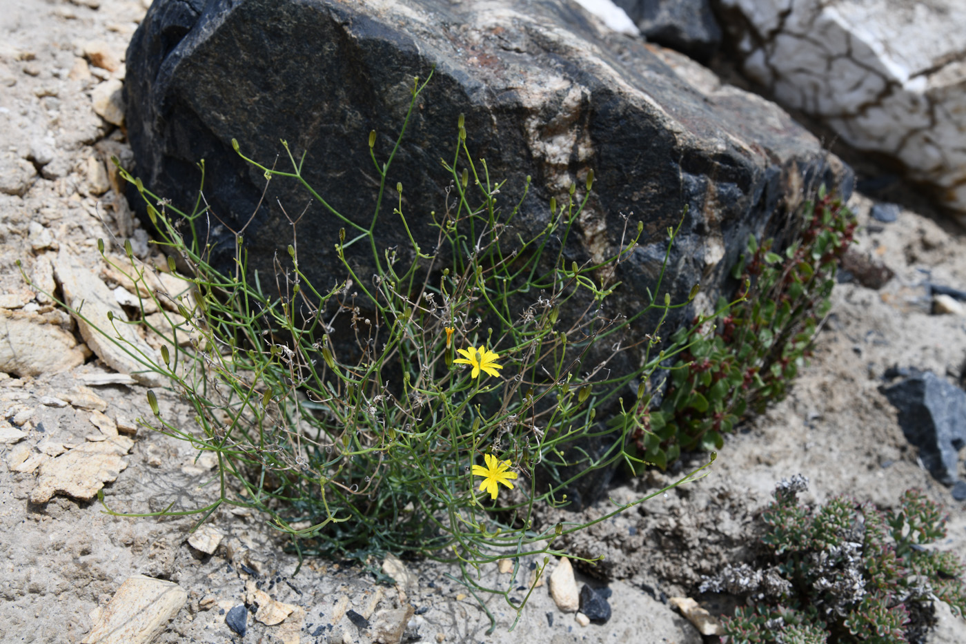 Изображение особи Youngia tenuifolia.