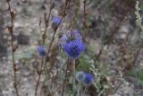 Echinops ritro. Соцветия. Тульская обл., Куркинский р-н, степное ур. Горки, левый борт долины, степь. 30 июля 2024 г.