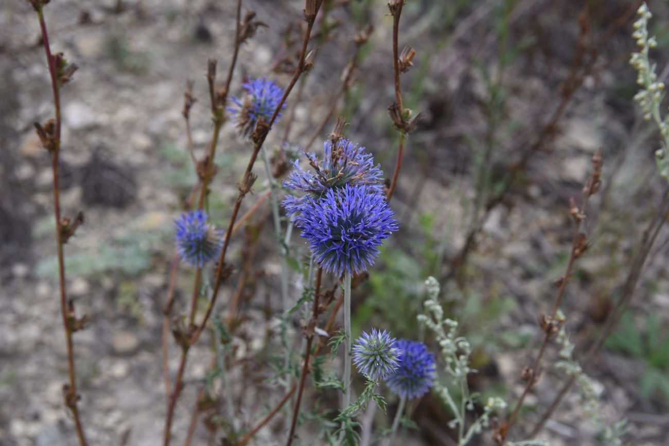 Изображение особи Echinops ritro.