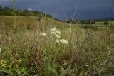 Allium flavescens. Цветущие растения. Рязанская обл., Милославский р-н, окр. дер. Гаи, на границе Тульской обл., балка Крутой Овраг, луг. 30 июля 2024 г.