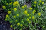 Euphorbia cyparissias. Цветущие растения. Брянская обл., г. Брянск, в культуре. 02.05.2024.