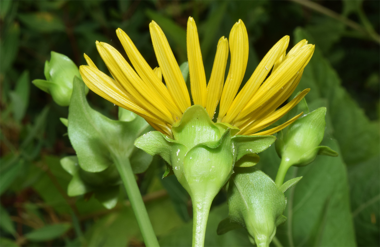 Изображение особи Silphium perfoliatum.