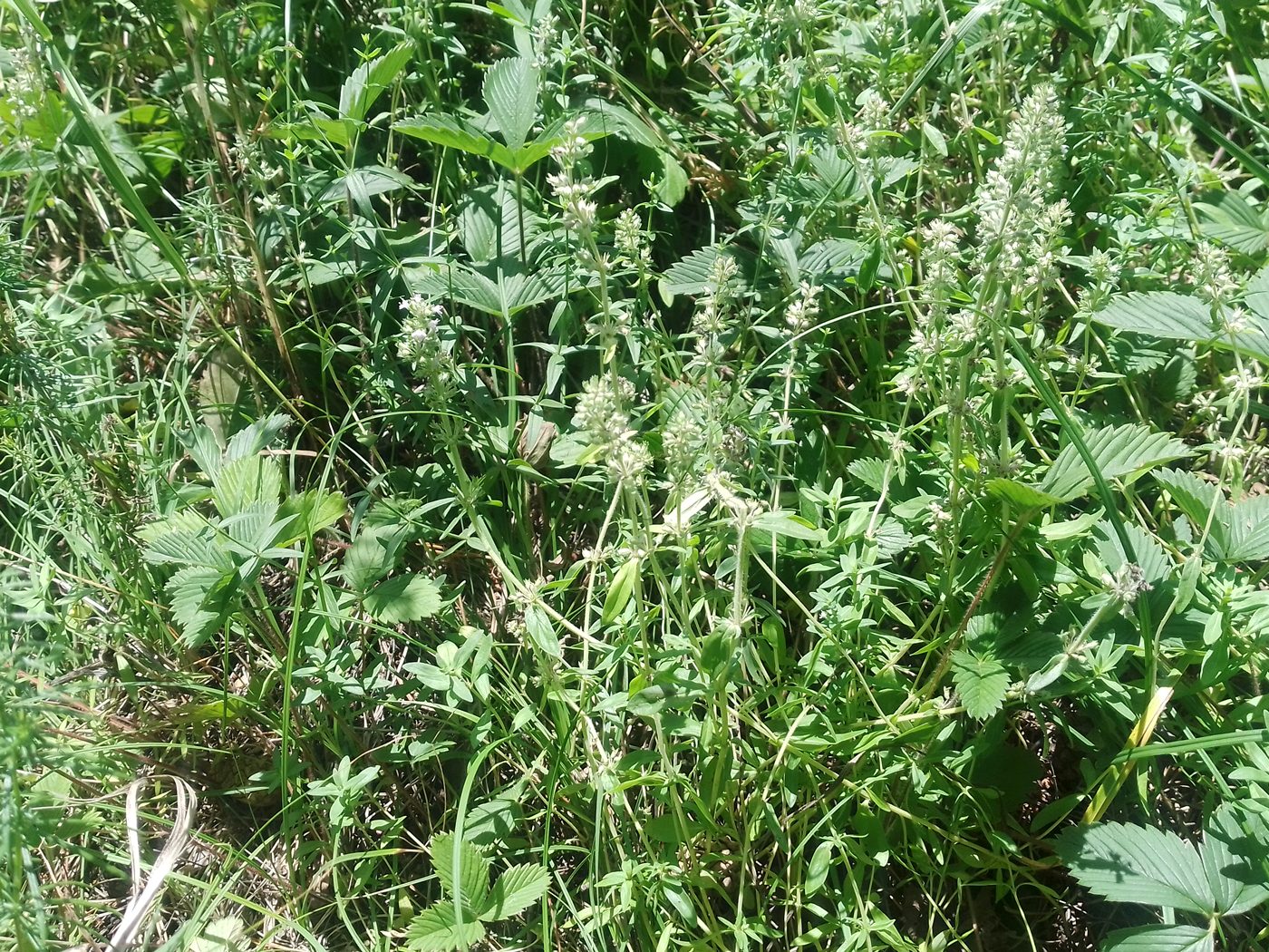 Image of Thymus marschallianus specimen.