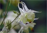 Aquilegia vulgaris. Цветок (гипохромная форма) с мухой на лепестке. Московская обл., Раменский р-н, окр. дер. Хрипань, садовый участок. 17.06.2024.