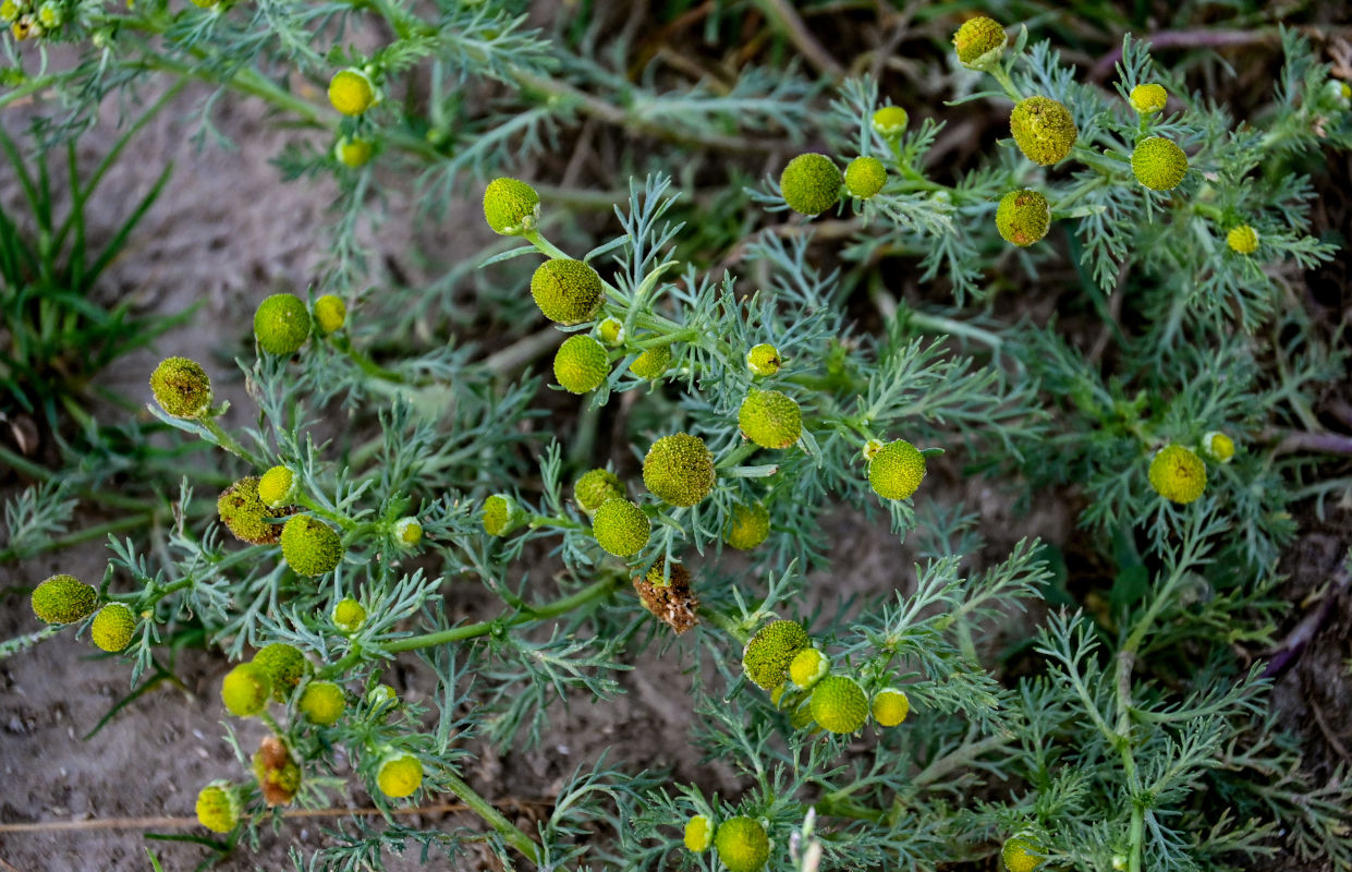 Изображение особи Matricaria discoidea.