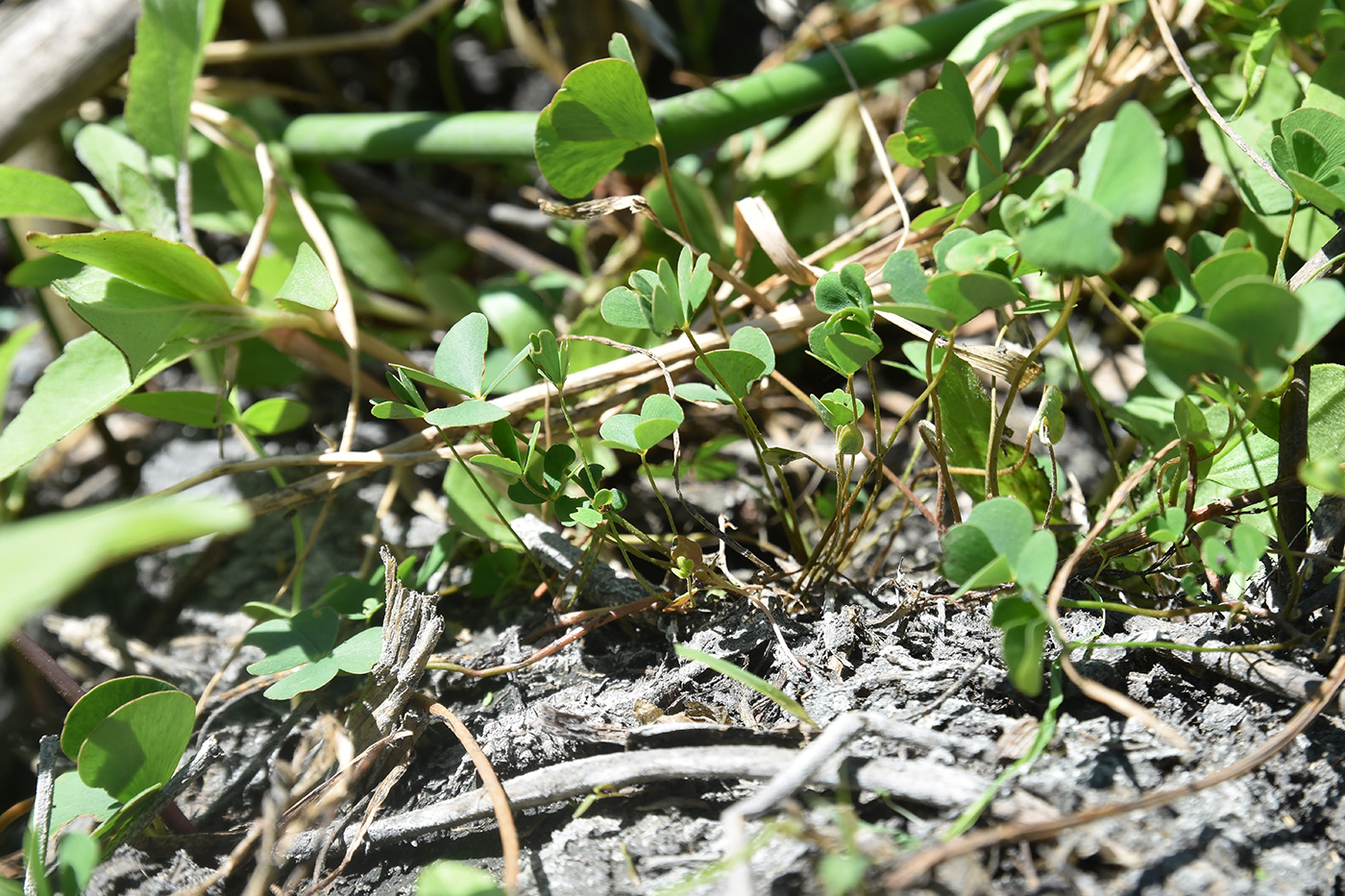 Изображение особи Marsilea aegyptiaca.