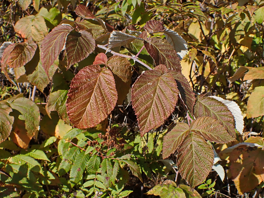 Image of Rubus matsumuranus specimen.