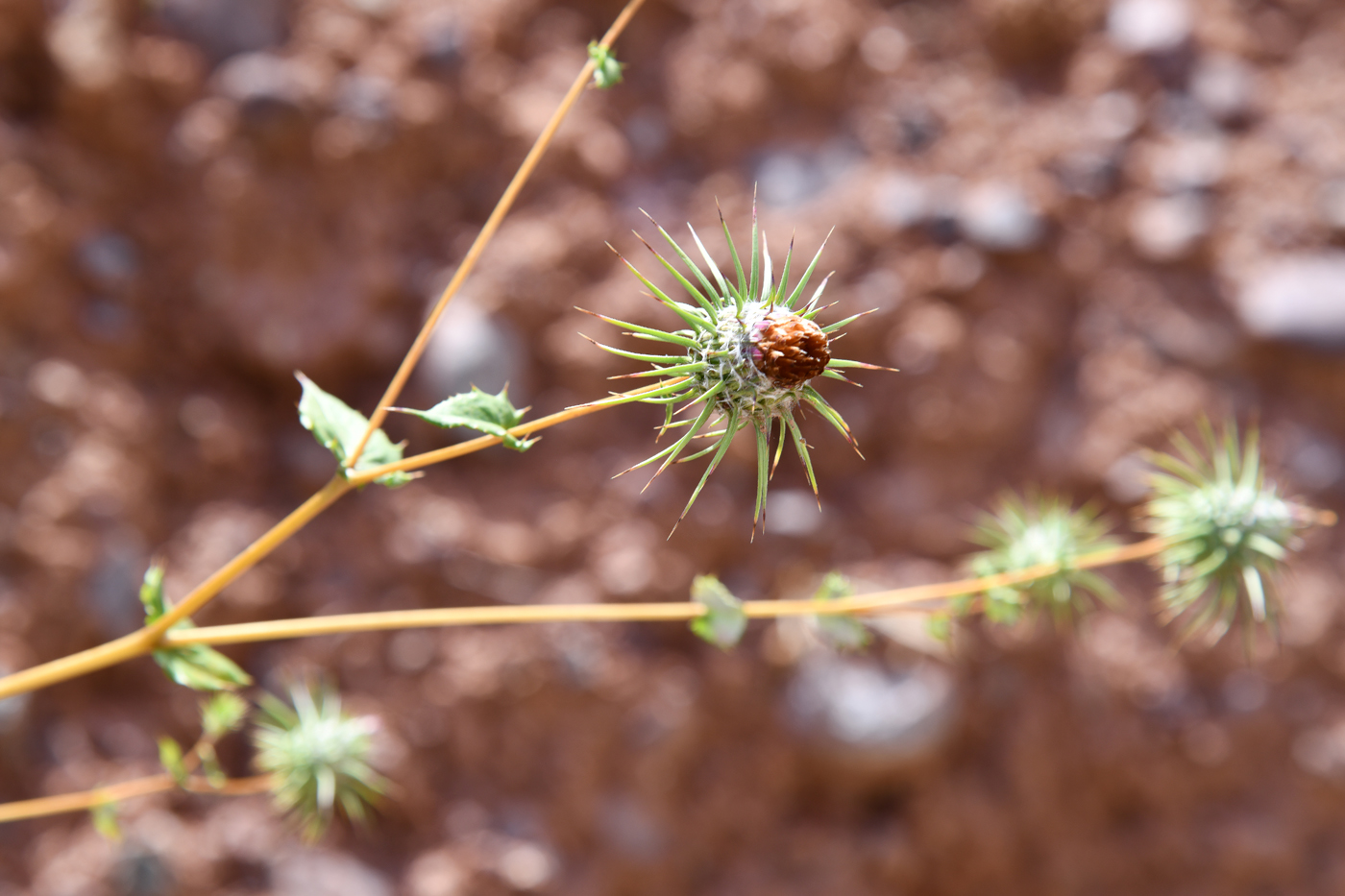 Изображение особи Cousinia divaricata.