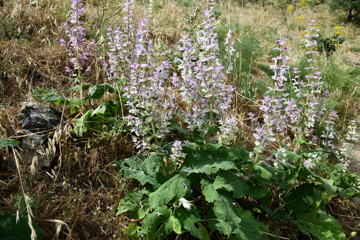 Image of Salvia sclarea specimen.