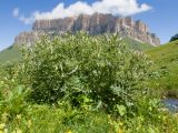 Cirsium balkharicum. Цветущее растение. Кабардино-Балкария, Черекский р-н, окр. с/п Верхняя Балкария, северо-западный склон горы Айдарука-Цырт, ≈ 2200 м н.у.м., субальпийский луг, близ карстового озера. 29.07.2024.