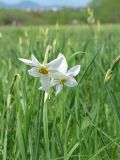 Narcissus angustifolius. Верхушка цветущего растения. Украина, Закарпатская обл., Хустский р-н, \"Долина нарциссов\". 4 мая 2008 г.