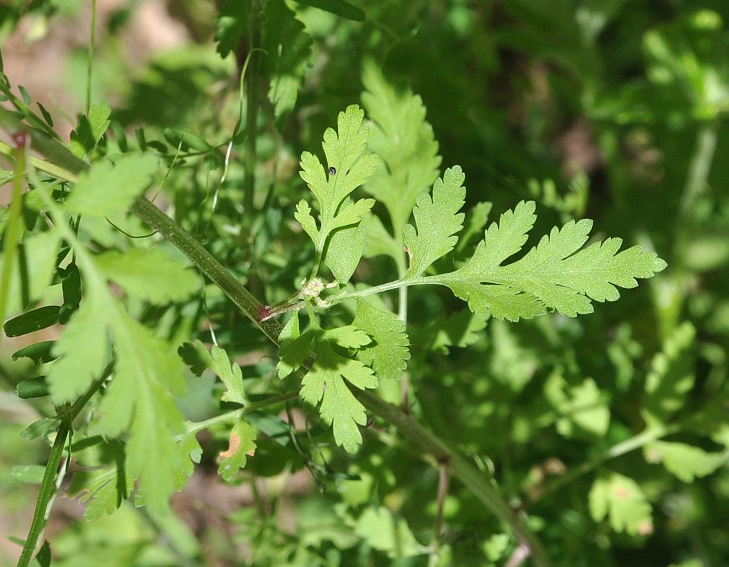 Image of genus Pyrethrum specimen.