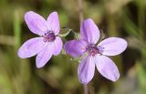 Erodium cicutarium. Цветки. Узбекистан, г. Ташкент, пос. Улугбек, санитарно-защитная зона. 02.05.2015.