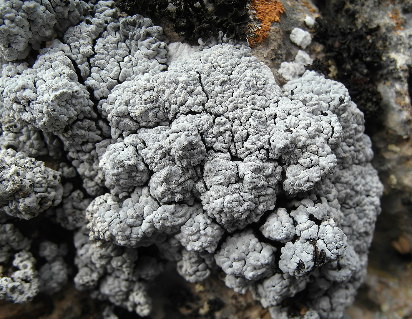 Image of Toninia candida specimen.