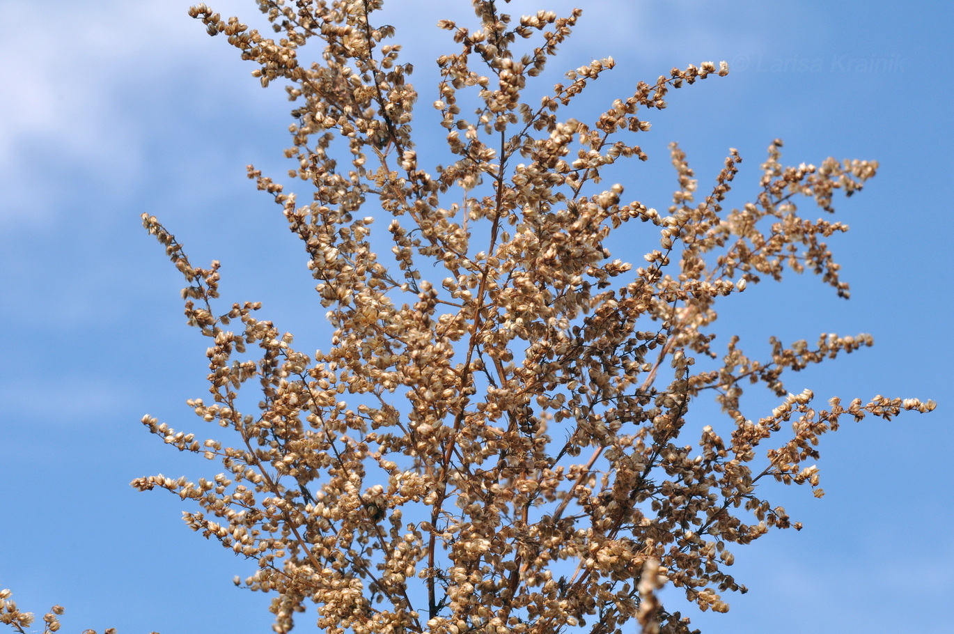 Image of genus Artemisia specimen.