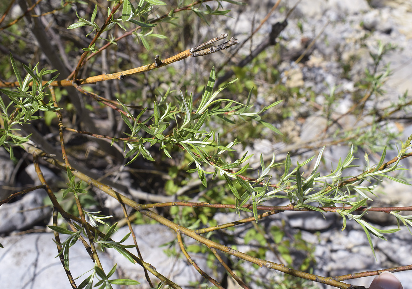 Image of Salix eleagnos specimen.