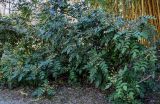 View full-size image Mahonia bealei