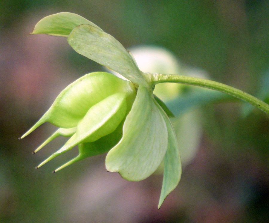 Изображение особи Helleborus viridis.