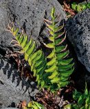 View full-size image Cyrtomium falcatum