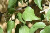 View full-size image Hedera colchica