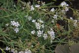 Смотреть изображение Gypsophila repens