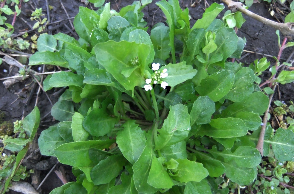 Изображение особи Calepina irregularis.