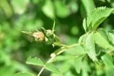 View full-size image genus Rosa