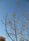 Paulownia tomentosa