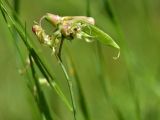 View full-size image Lathyrus miniatus