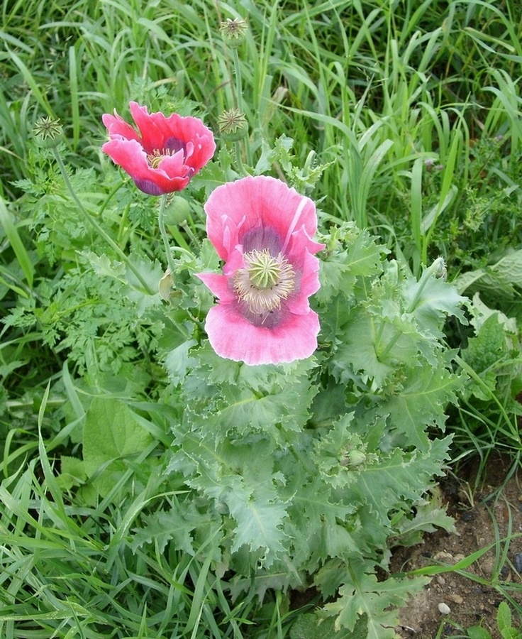 Image of Papaver somniferum specimen.