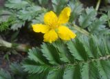 Potentilla anserina