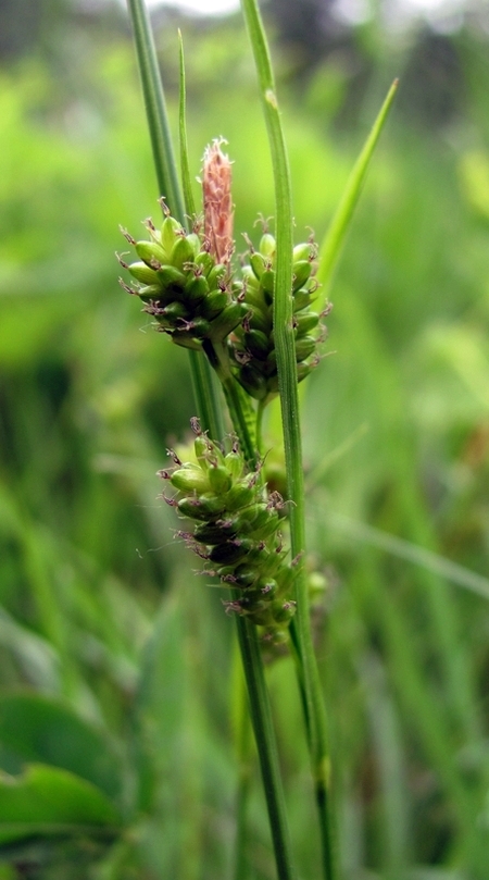 Image of Carex pallescens specimen.