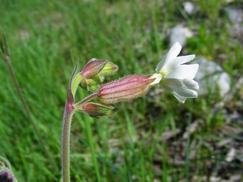 Image of Melandrium album specimen.