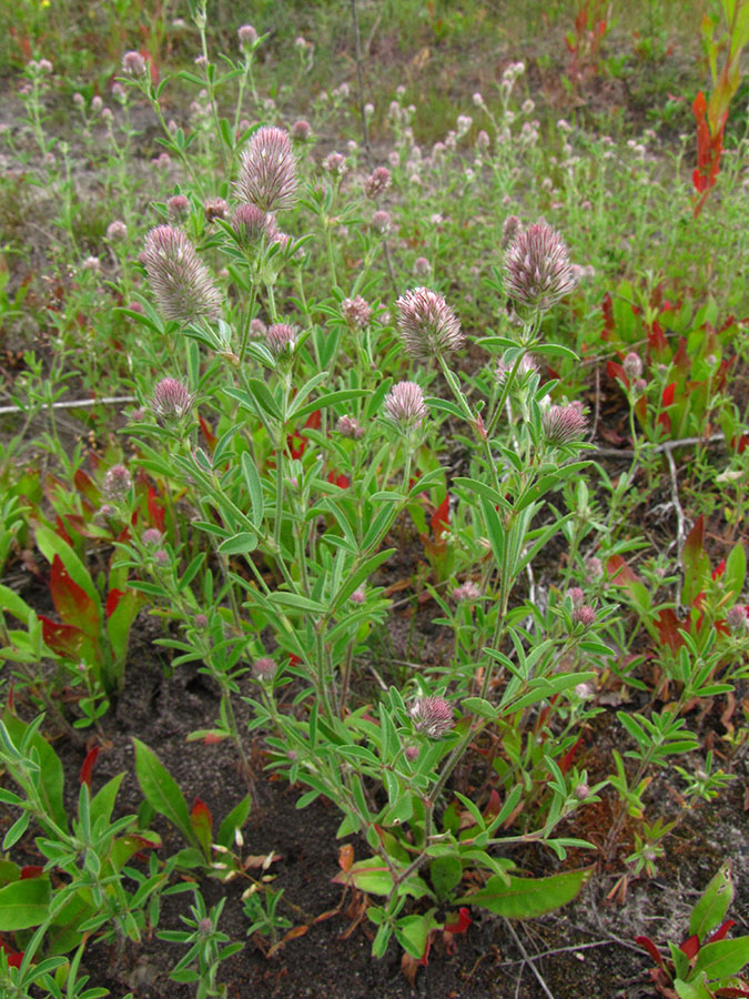 Image of Trifolium arvense specimen.