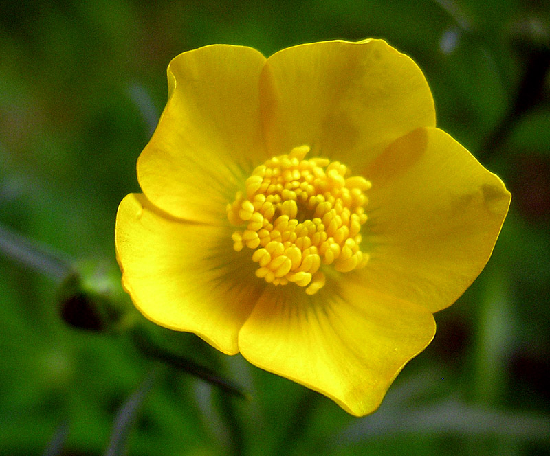 Image of Ranunculus polyanthemos specimen.