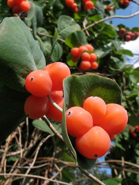 Image of Lonicera caprifolium specimen.