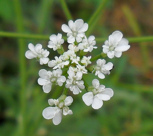 Image of Torilis arvensis specimen.