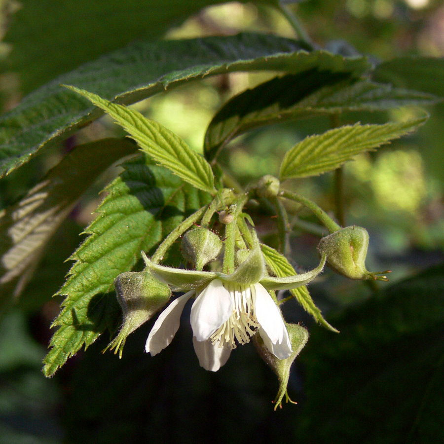 Image of Rubus idaeus specimen.