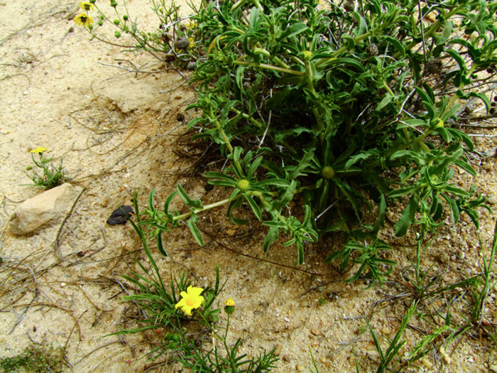 Изображение особи Asteriscus graveolens.