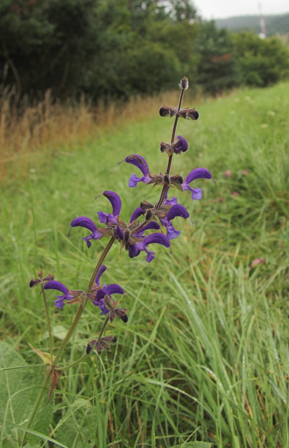 Изображение особи Salvia pratensis.