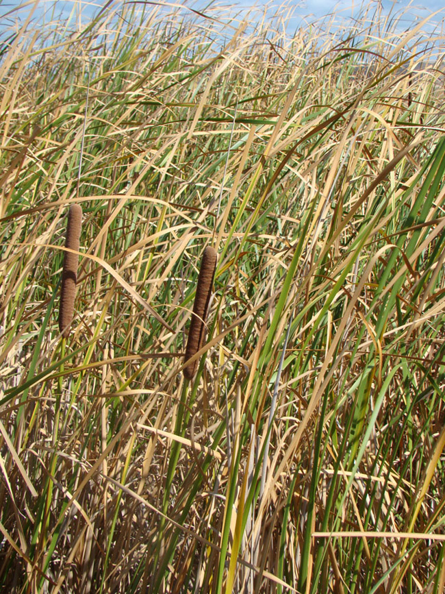 Изображение особи Typha angustifolia.