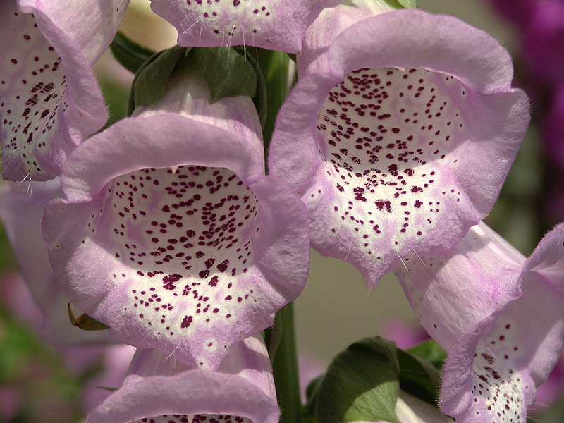 Image of Digitalis purpurea specimen.