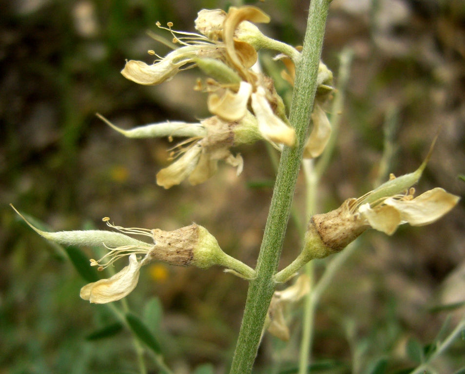 Изображение особи Goebelia pachycarpa.